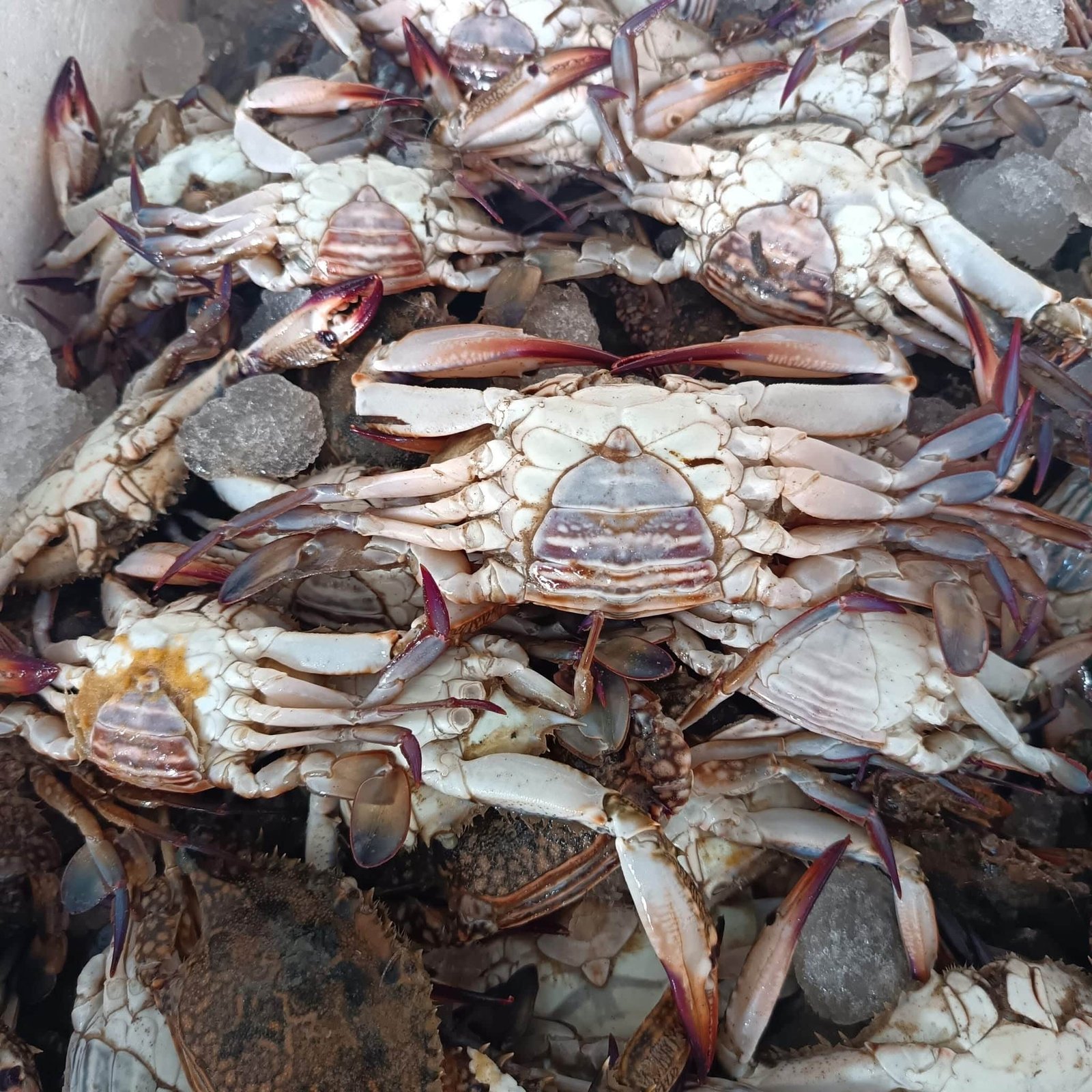 Port workers moving fresh catch